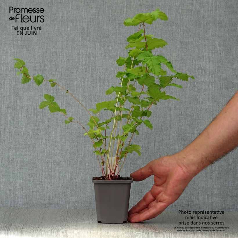 Exemplaar van Filipendula ulmaria Plena - Moerasspirea Kweekpotje van 8/9 cm zoals geleverd in de zomer