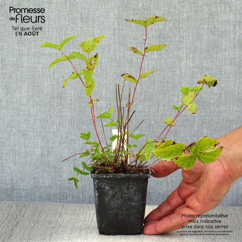 Exemplaar van Filipendula ulmaria - Moerasspirea Kweekpotje van 8/9 cm zoals geleverd in de zomer
