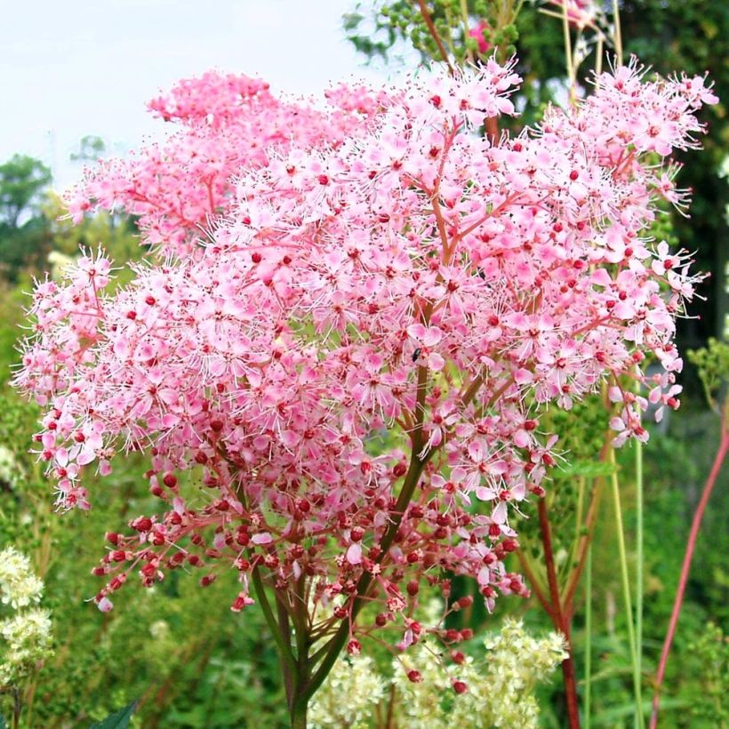 Filipendula ulmaria Rosea - Moerasspirea (Bloei)