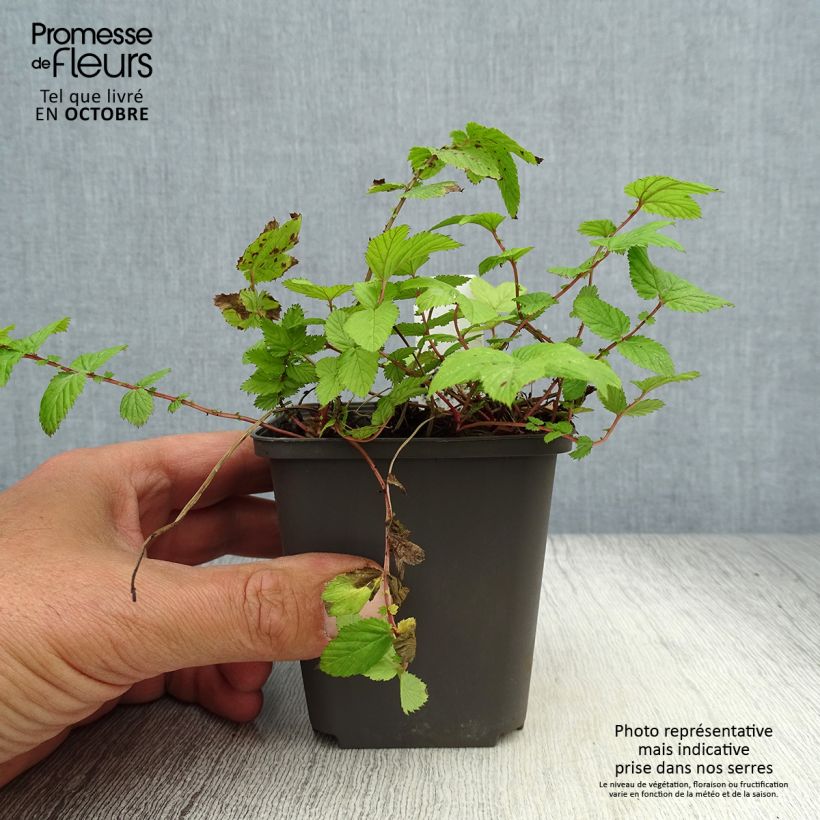 Exemplaar van Filipendula ulmaria Rosea - Moerasspirea Kweekpotje van 8/9 cm zoals geleverd in de herfst