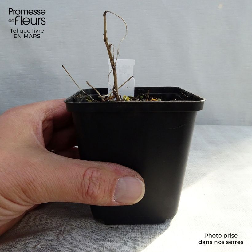 Exemplaar van Filipendula ulmaria Variegata - Moerasspirea Kweekpotje van 8/9 cm zoals geleverd in de lente