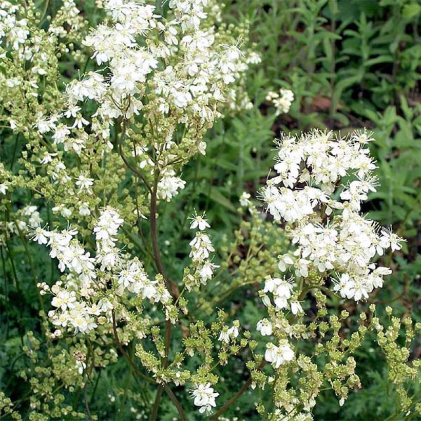 Filipendula vulgaris - Knolspirea (Bloei)