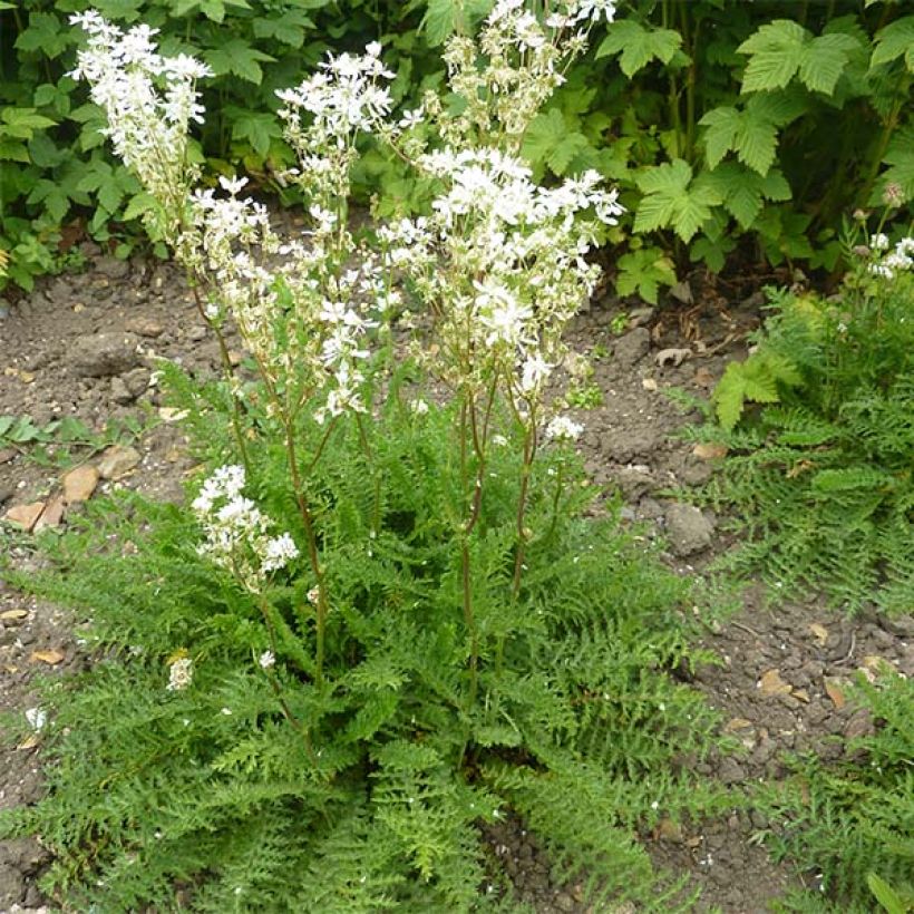 Filipendula vulgaris - Knolspirea (Groeiplaats)
