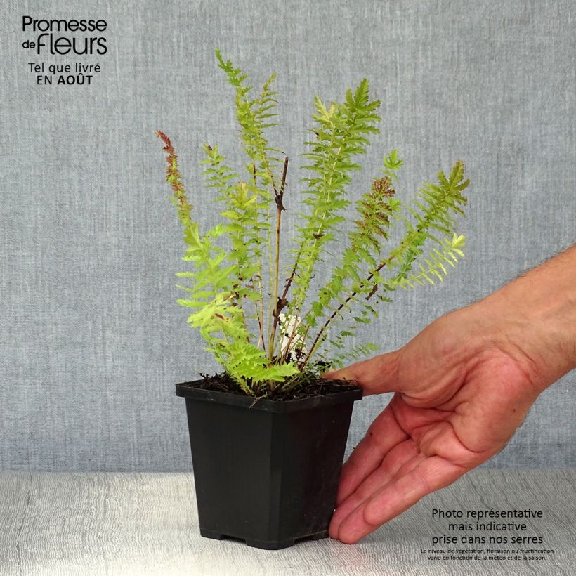Exemplaar van Filipendula vulgaris - Knolspirea Kweekpotje van 8/9 cm zoals geleverd in de zomer