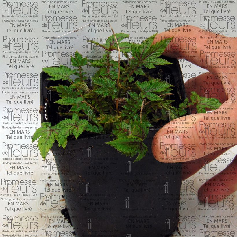 Voorbeeld van een exemplaar van Filipendula Red Umbrellas - Moerasspirea Kweekpotje van 8/9 cm zoals geleverd