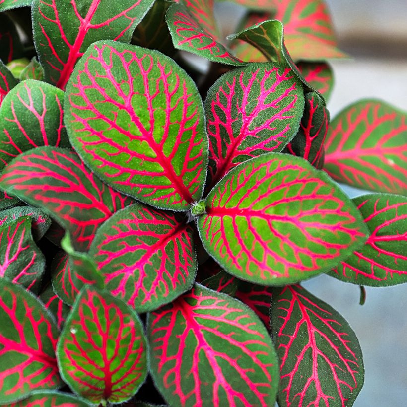 Fittonia Joly Josan Rood - Mozaïekplant (Blad)
