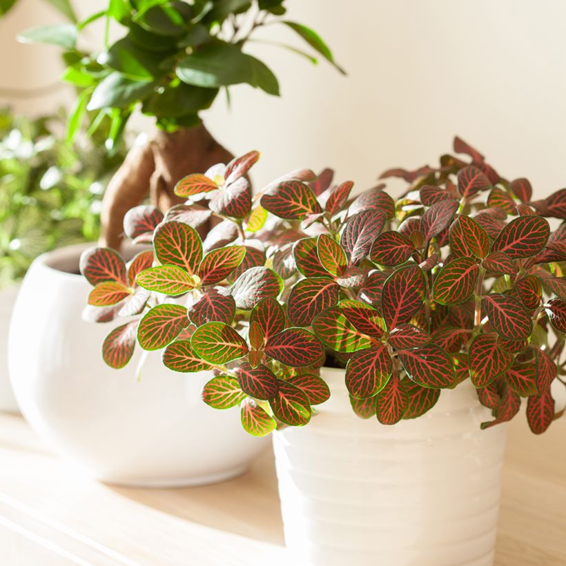 Fittonia Joly Josan Rood - Mozaïekplant (Groeiplaats)