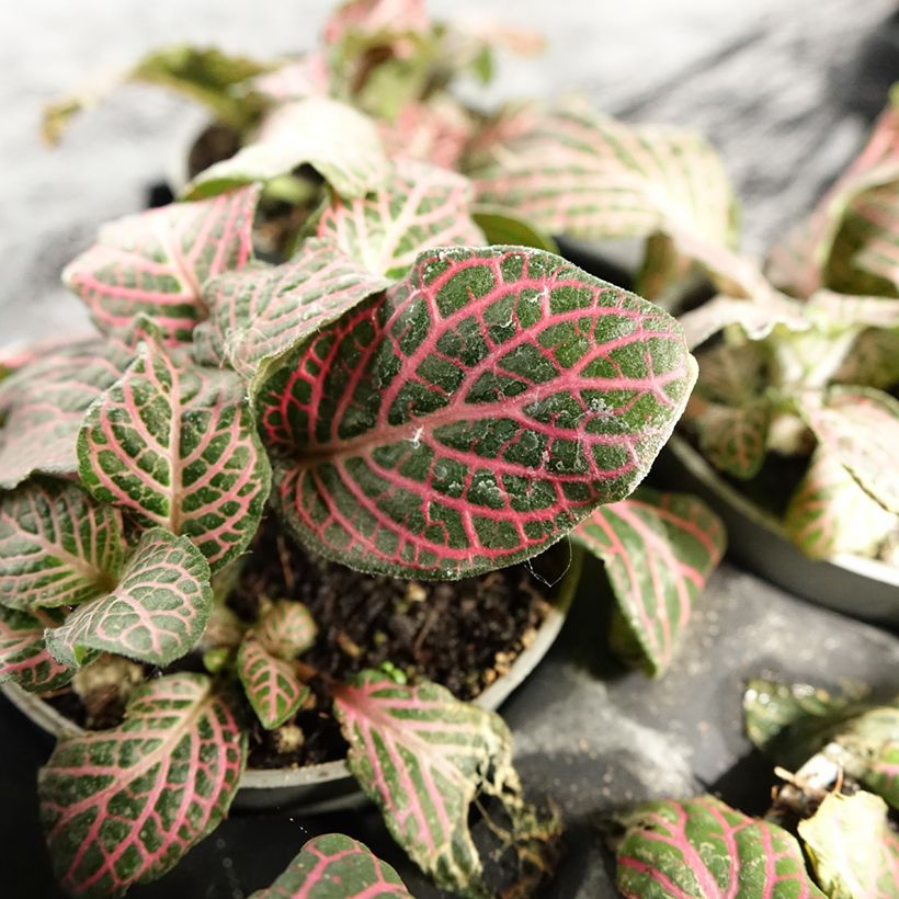 Fittonia Pink Special - Mozaïekplant (Blad)