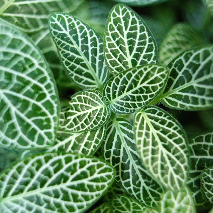 Fittonia Mini Wit - Mozaïekplant (Blad)