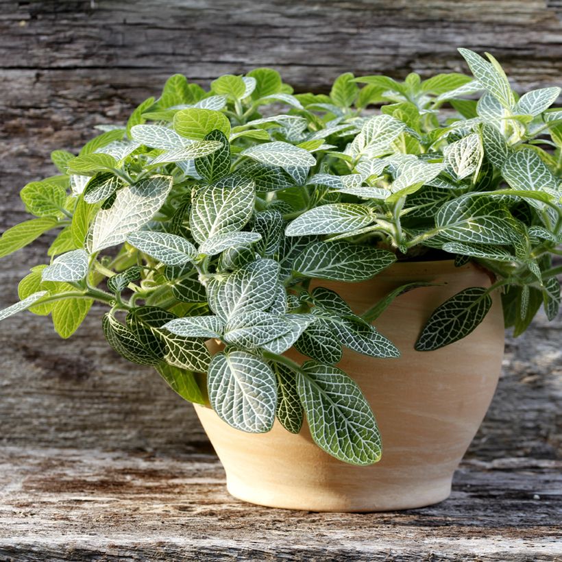 Fittonia Mini Wit - Mozaïekplant (Groeiplaats)