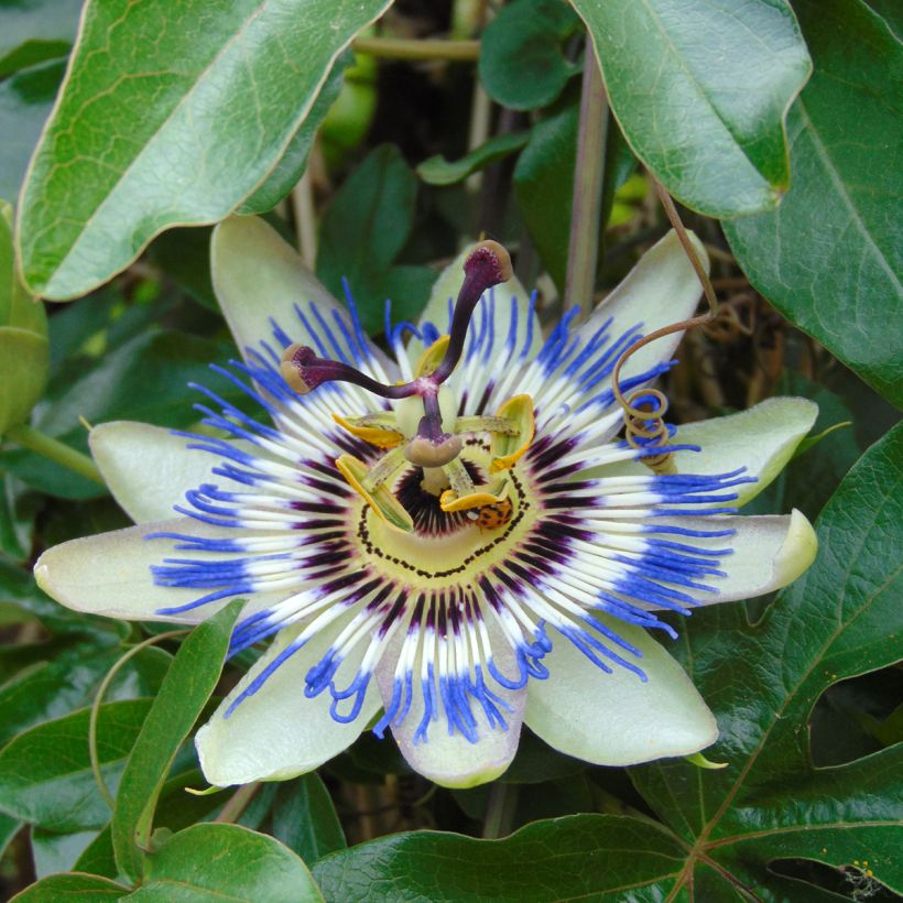 Passiflora caerulea (zaad) - Blauwe passiebloem (Bloei)