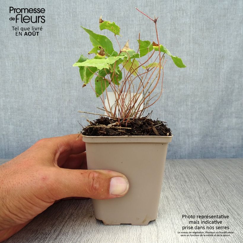 Exemplaar van Epimedium Amber Queen - Elfenbloem Kweekpotje van 8/9 cm zoals geleverd in de zomer