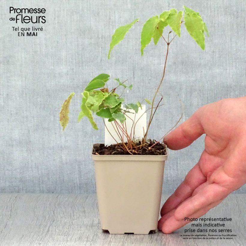 Exemplaar van Epimedium Amber Queen - Elfenbloem Kweekpotje van 8/9 cm zoals geleverd in de lente