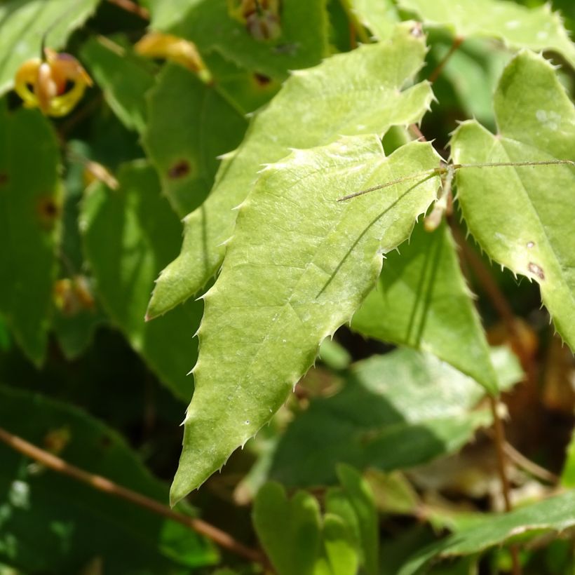 Epimedium Amber Queen - Elfenbloem (Blad)