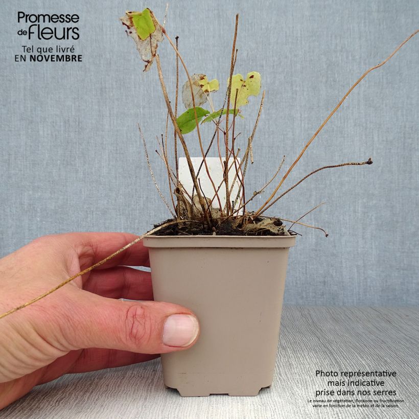 Exemplaar van Epimedium Amber Queen - Elfenbloem Kweekpotje van 8/9 cm zoals geleverd in de herfst