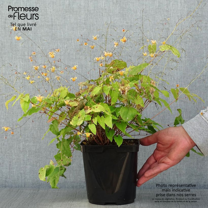 Exemplaar van Epimedium Amber Queen - Elfenbloem Pot van 3 l/4 l zoals geleverd in de lente