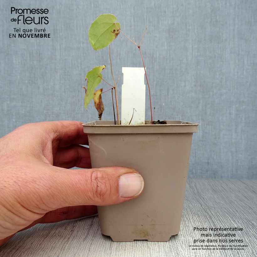 Exemplaar van Epimedium Domino - Elfenbloem Kweekpotje van 8/9 cm zoals geleverd in de herfst