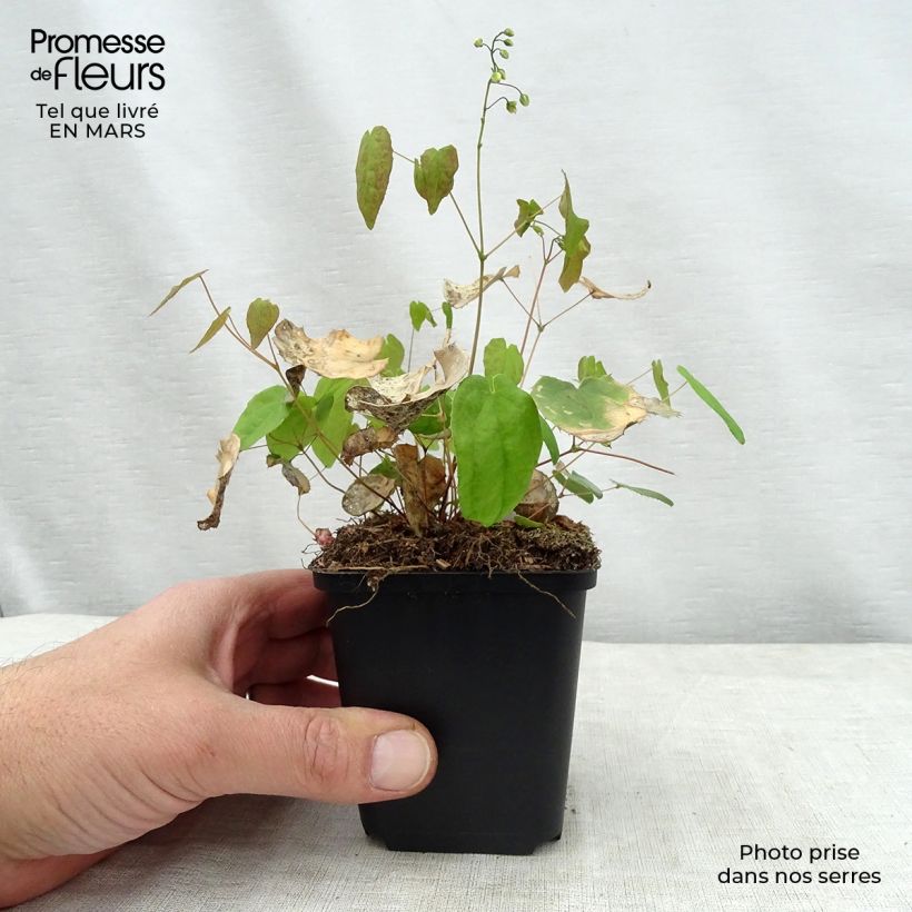 Exemplaar van Epimedium Flower Of Sulphur - Elfenbloem Kweekpotje van 8/9 cm zoals geleverd in de lente