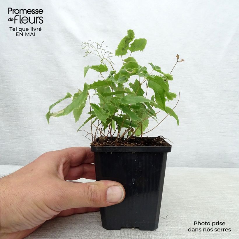 Exemplaar van Epimedium Sphinx Twinkler - Elfenbloem Kweekpotje van 8/9 cm zoals geleverd in de lente