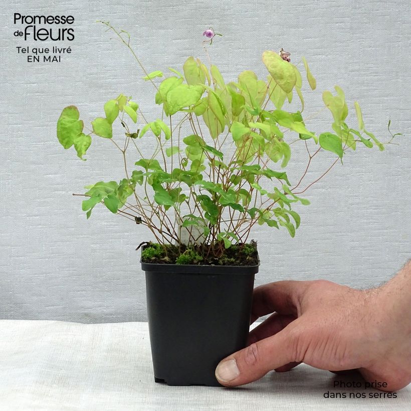 Exemplaar van Grootbloemige elfenbloem Akebono - Epimedium grandiflorum Kweekpotje van 8/9 cm zoals geleverd in de lente