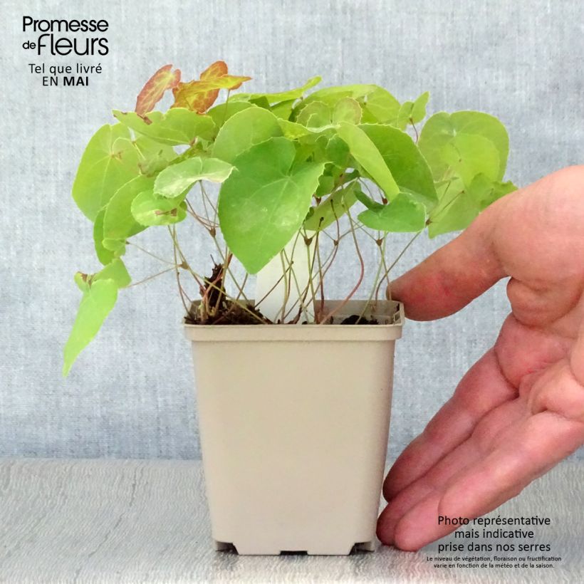 Example of Epimedium pinnatum colchicum - Elfenbloem Kweekpotje van 8/9 cm as you get in printemps