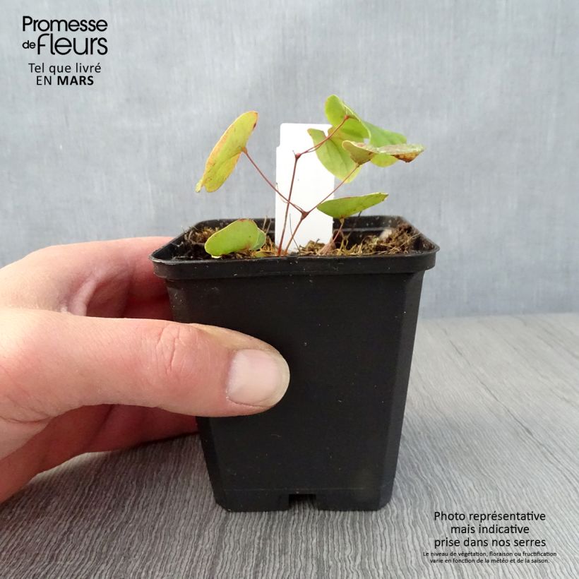 Exemplaar van Epimedium pubigerum - Elfenbloem Kweekpotje van 8/9 cm zoals geleverd in de lente