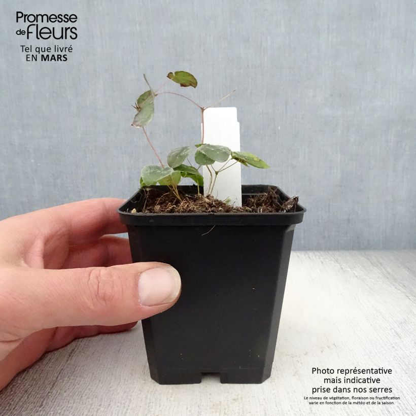 Exemplaar van Epimedium pubigerum Orangekönigin - Elfenbloem Kweekpotje van 8/9 cm zoals geleverd in de lente