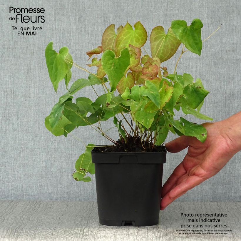Exemplaar van Epimedium pubigerum Orangekönigin - Elfenbloem Pot van 2 l/3 l zoals geleverd in de lente