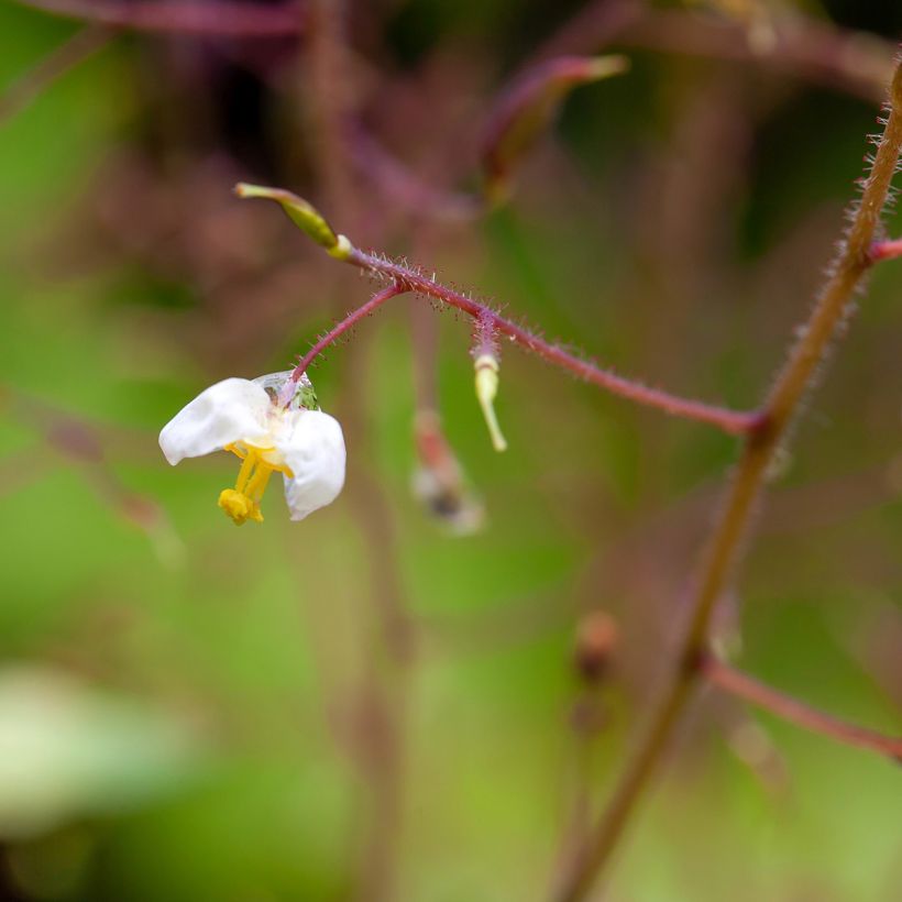 Epimedium pubigerum - Elfenbloem (Bloei)