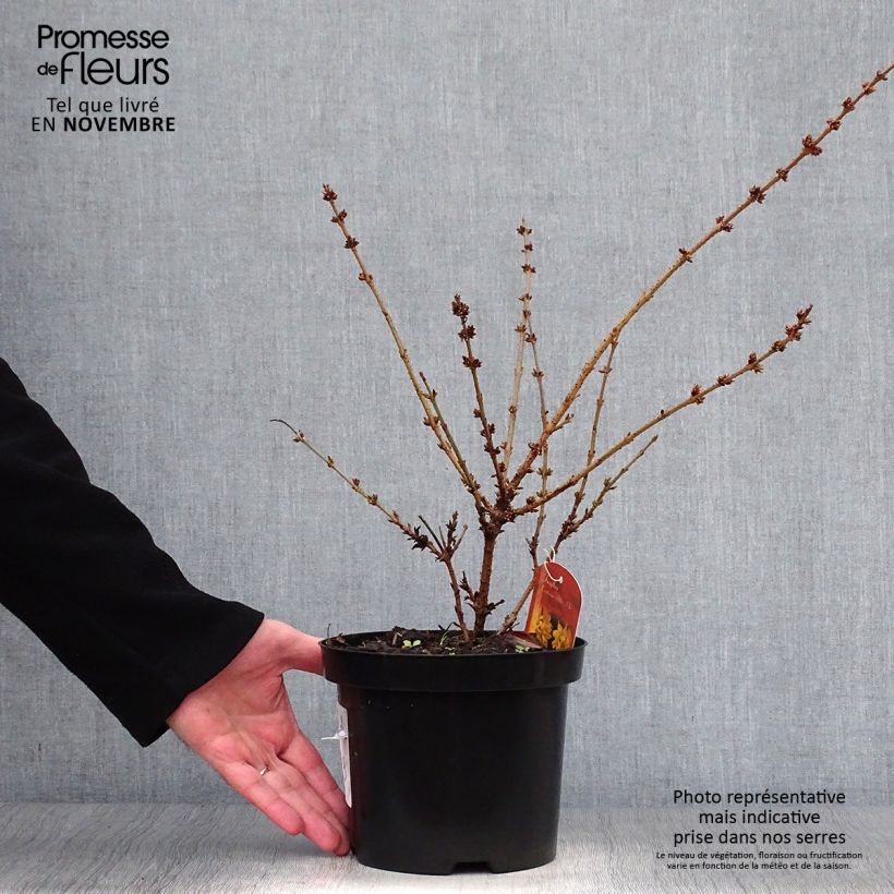 Exemplaar van Forsythia Mêlée d'Or - Chinees klokje Pot van 3 l/4 l zoals geleverd in de herfst