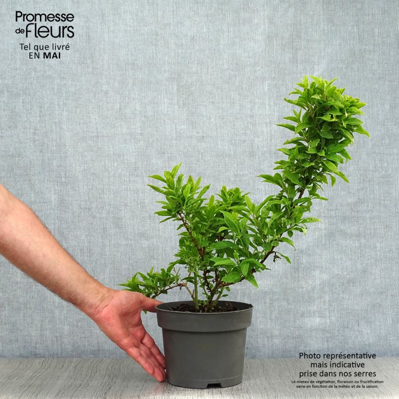 Example of Forsythia Mêlée d'Or - Chinees klokje Pot van 3 l/4 l as you get in printemps