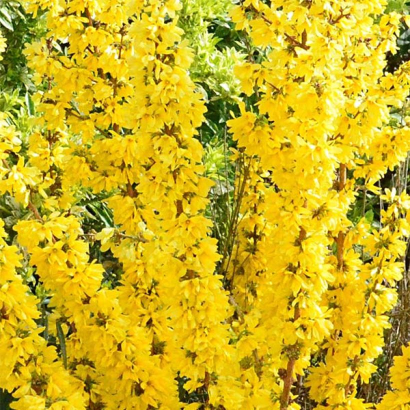 Forsythia Mikador - Chinees klokje (Bloei)