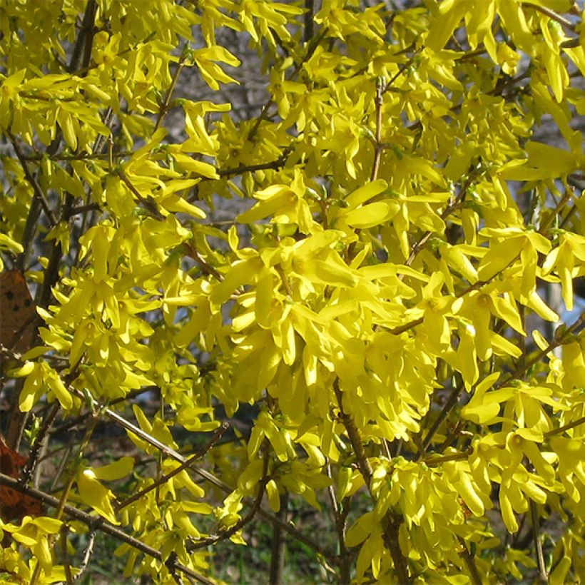 Forsythia Nimbus - Chinees klokje (Bloei)