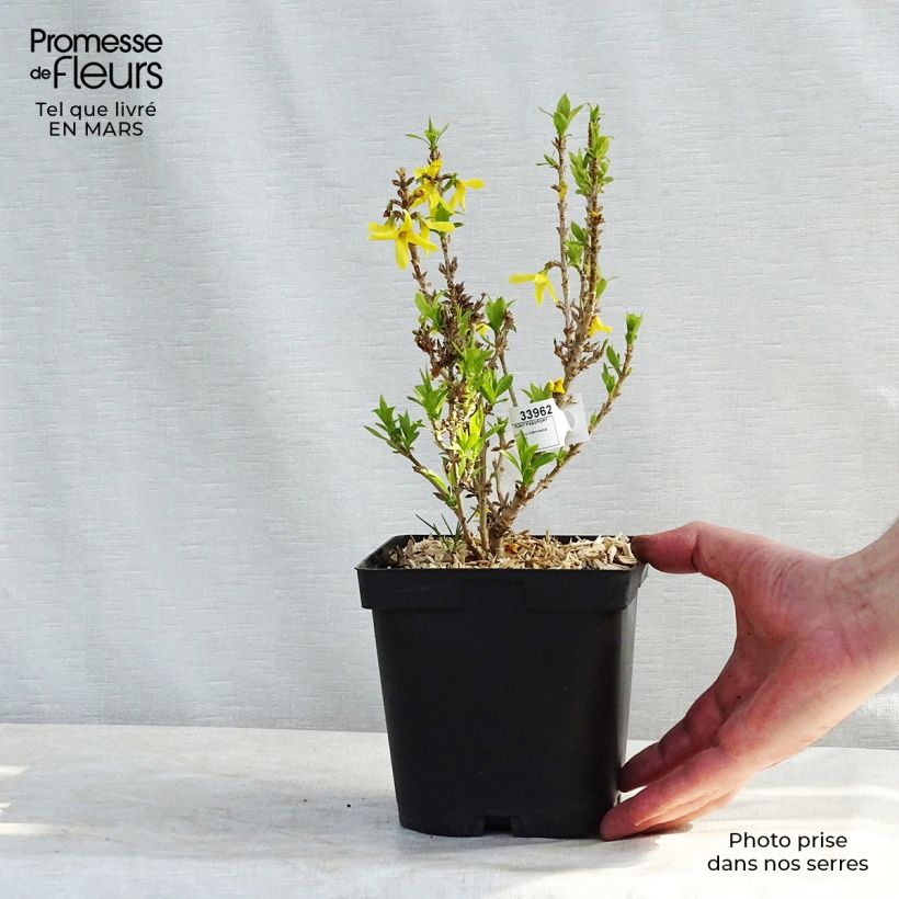 Exemplaar van Forsythia Nimbus - Chinees klokje Pot van 2 l/3 l zoals geleverd in de winter