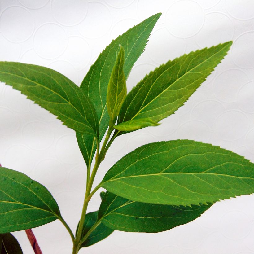 Forsythia intermedia - Chinees klokje (Blad)