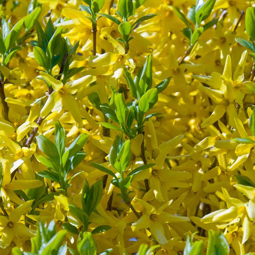 Forsythia intermedia Golden Times - Chinees klokje (Flowering)