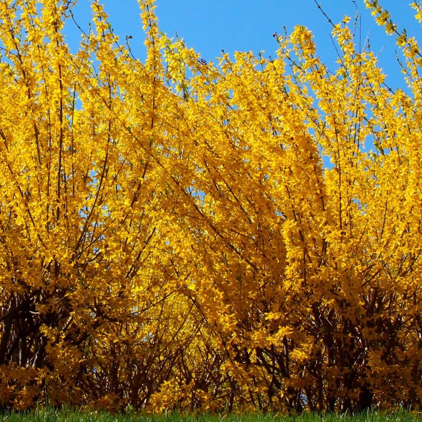 Forsythia intermedia Golden Times - Chinees klokje (Plant habit)
