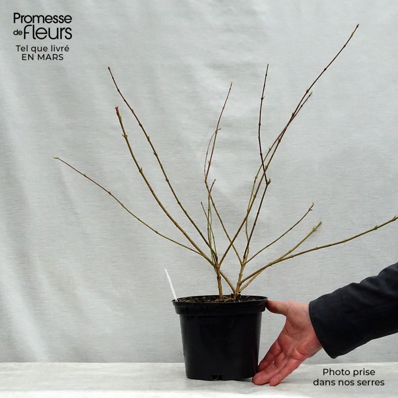 Example of Forsythia intermedia Golden Times - Chinees klokje Pot van 3 l/4 l as you get in printemps