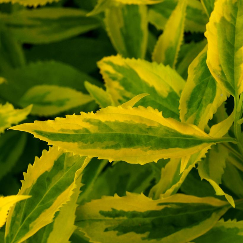 Forsythia intermedia Golden Times - Chinees klokje (Foliage)