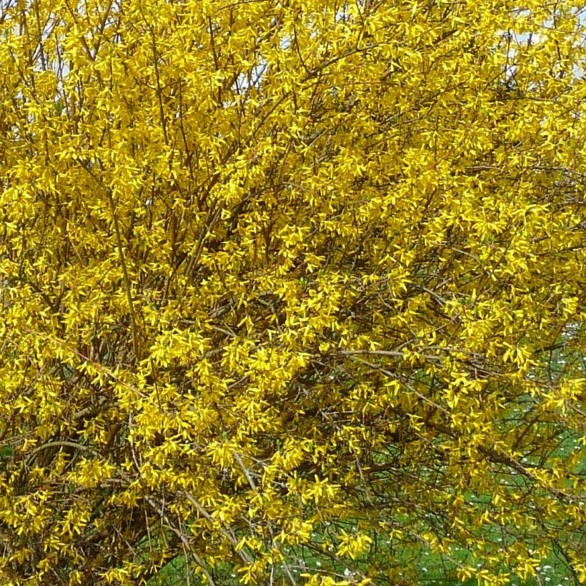 Forsythia intermedia Lyngold - Chinees klokje (Flowering)