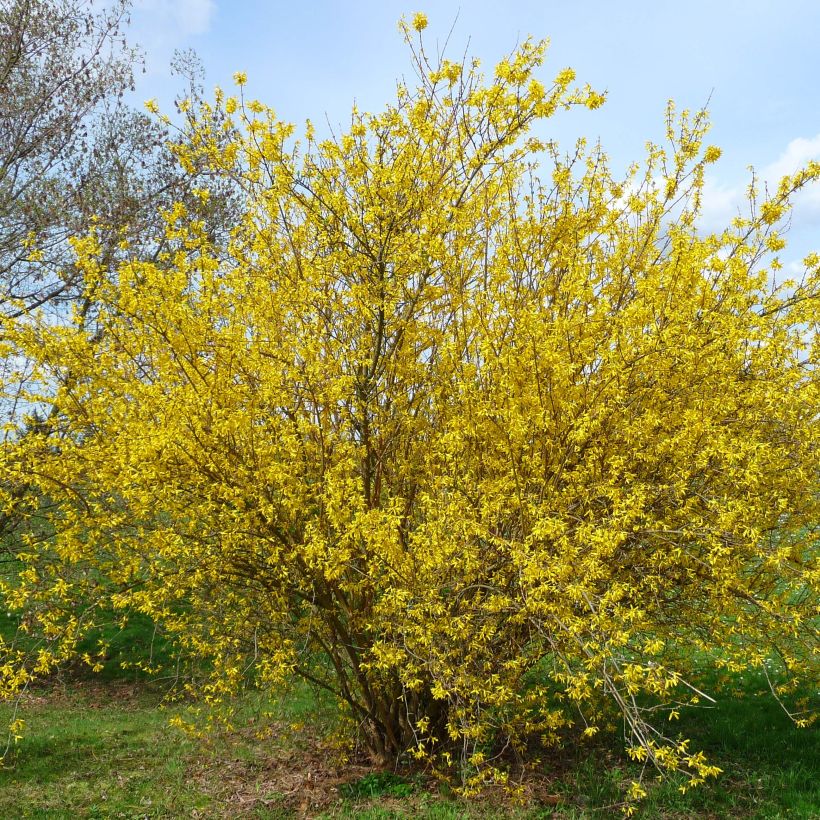 Forsythia intermedia Lyngold - Chinees klokje (Plant habit)