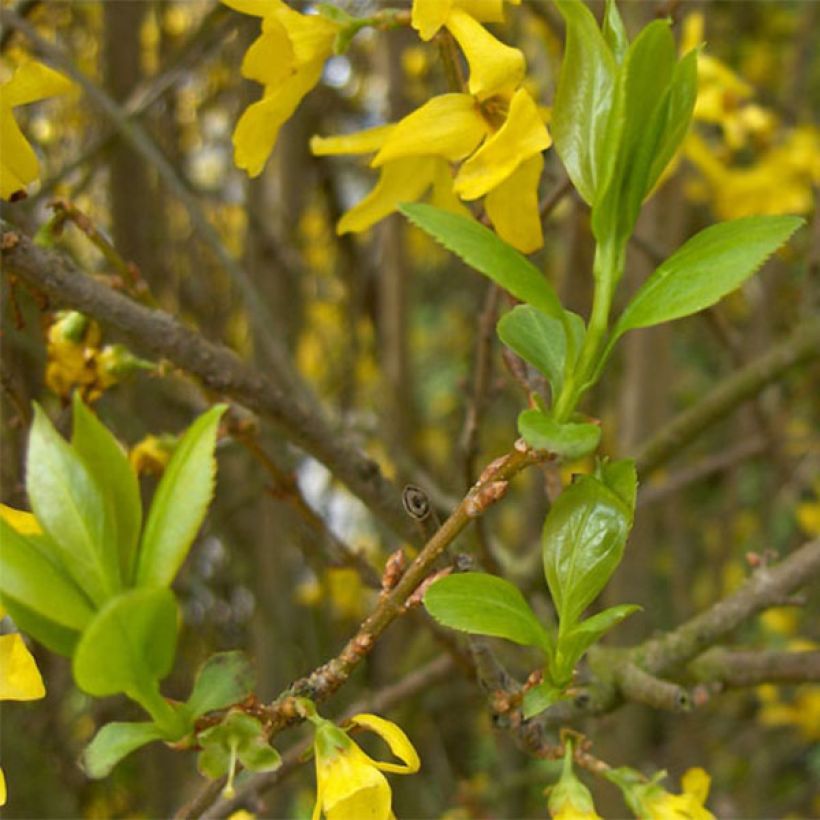 Forsythia Spectabilis - Chinees klokje (Blad)