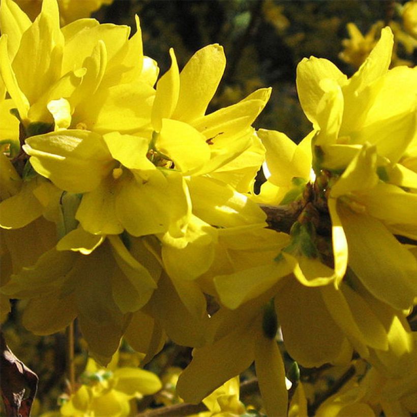 Forsythia Spectabilis - Chinees klokje (Bloei)