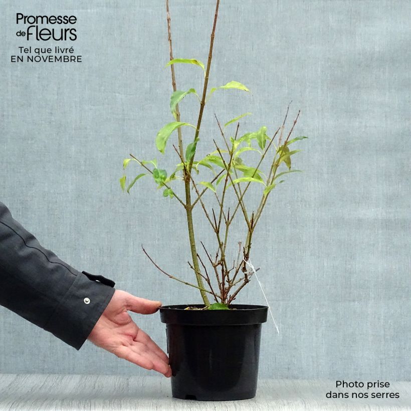 Exemplaar van Forsythia Spectabilis - Chinees klokje Pot van 2 l/3 l zoals geleverd in de herfst