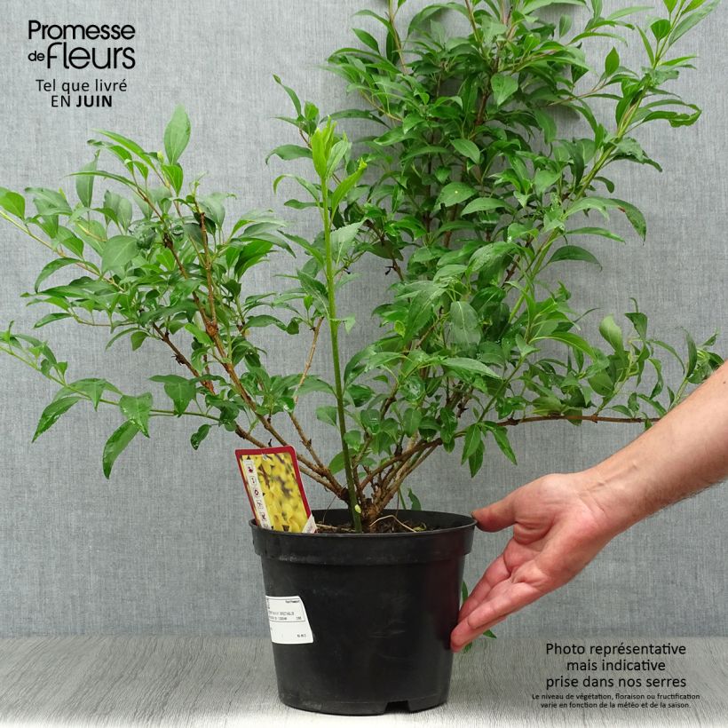 Exemplaar van Forsythia Spectabilis - Chinees klokje Pot van 2 l/3 l zoals geleverd in de zomer
