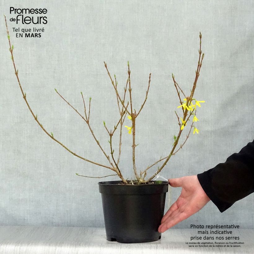 Exemplaar van Forsythia Spectabilis - Chinees klokje Pot van 2 l/3 l zoals geleverd in de lente