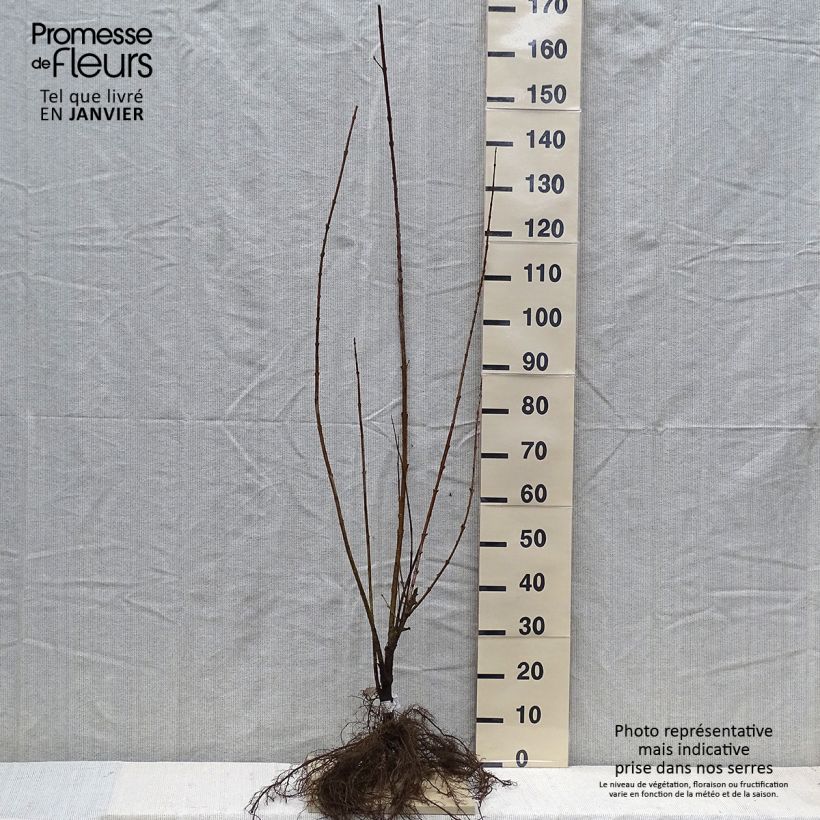 Exemplaar van Forsythia Spectabilis - Chinees klokje Naakte wortel zoals geleverd in de winter