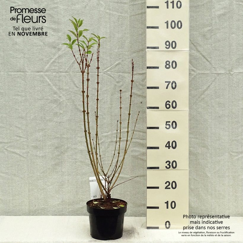 Exemplaar van Forsythia intermedia Week-end - Chinees klokje Pot van 2 l/3 l zoals geleverd in de herfst