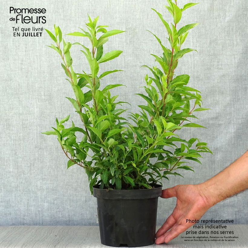 Exemplaar van Forsythia intermedia Week-end - Chinees klokje Pot van 2 l/3 l zoals geleverd in de zomer