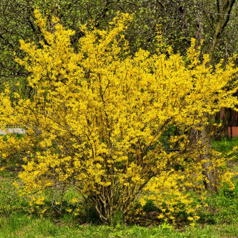 Forsythia intermedia - Chinees klokje (Groeiplaats)